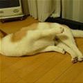 funny dog 4