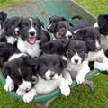 funny dog 1
