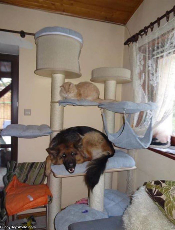 When The Dog Spends Too Much Time With The Cat