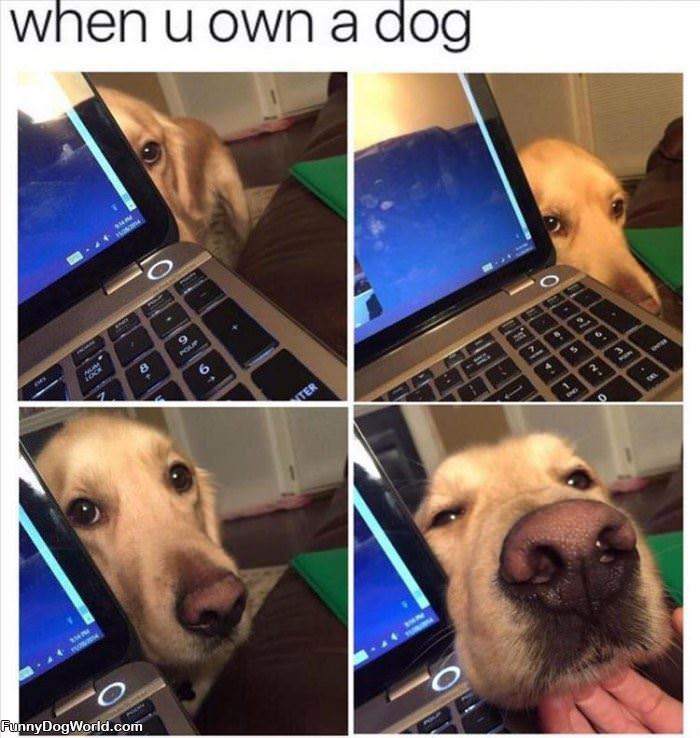 When You Own A Dog