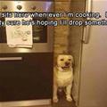 funny dog 5