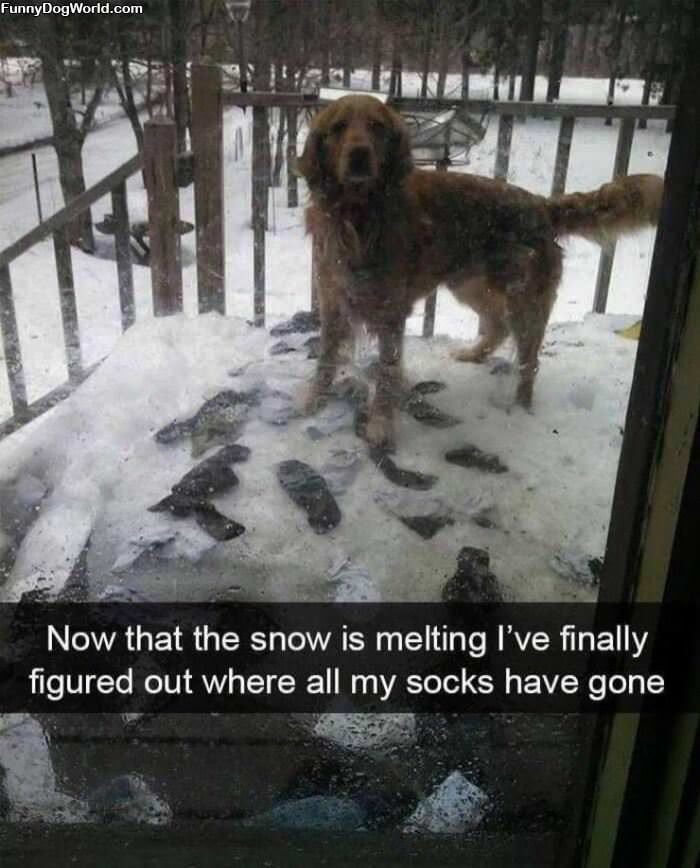 Where Did My Socks Go