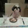 funny dog 1