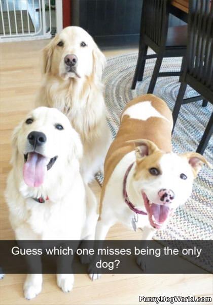 Which One Misses Being The Only