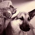 funny dog 2