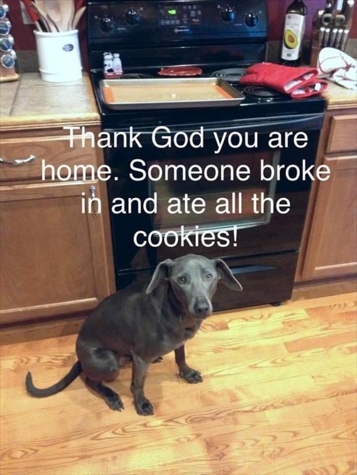 Who Ate The Cookies