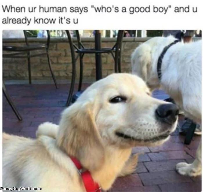 Who Is A Good Boy