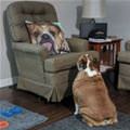 funny dog 2