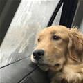 Who Is The Goodest Boy Even