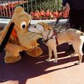 Who Is This Dog