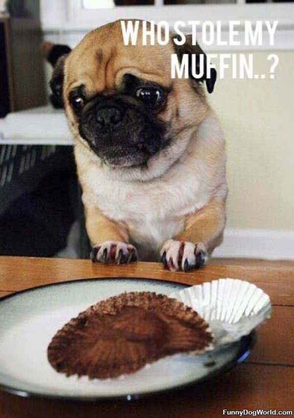 Who Stole My Muffin