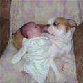 funny dog 4