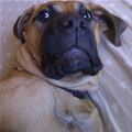 funny dog 3