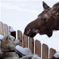 funny dog 2