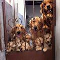 Whole Family Is Here