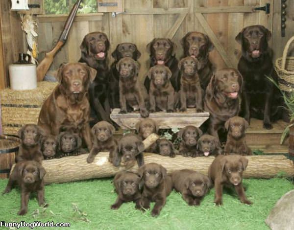 Whole Puppy Family