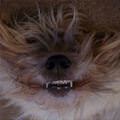 funny dog 5