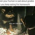 Why Am I Like This