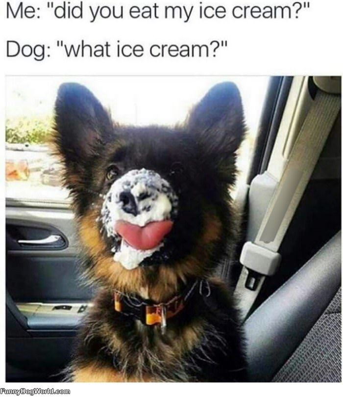 Why Did You Eat My Ice Cream