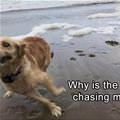 funny dog 2