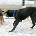 funny dog 4