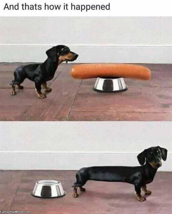 Wiener Dog