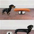 Wiener Dog