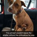 Will Not Leave Without Him
