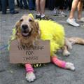 Will Work For Treats