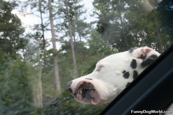 Windy Car Ride