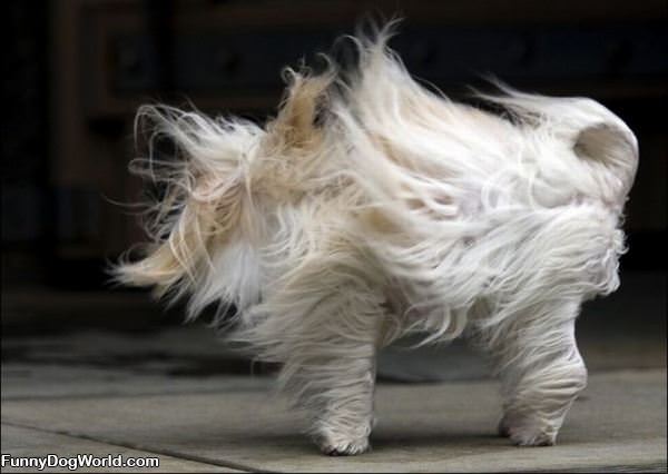 Windy Dog