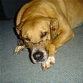 Wise Dog