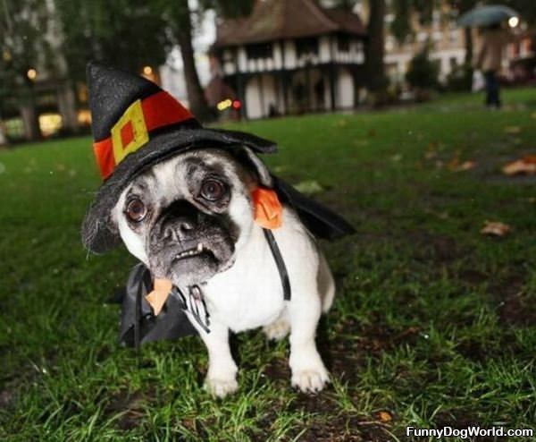 Witch Pug