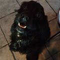 Woofy Smile