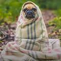 funny dog 5