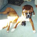 funny dog 4