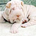 funny dog 2
