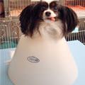 funny dog 1