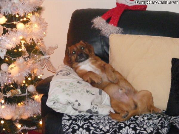 Xmas Loving Dog