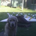 funny dog 5