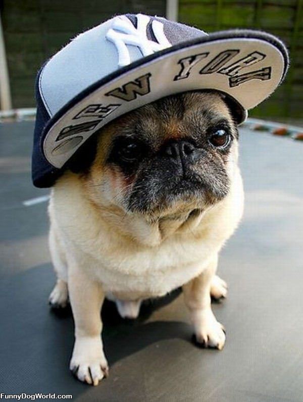 Yankees Dog