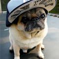 Yankees Dog