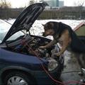 funny dog 1