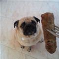funny dog 2