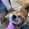 Yes Pet Me