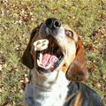 funny dog 1