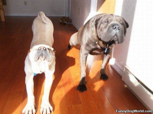 Yoga Dogs