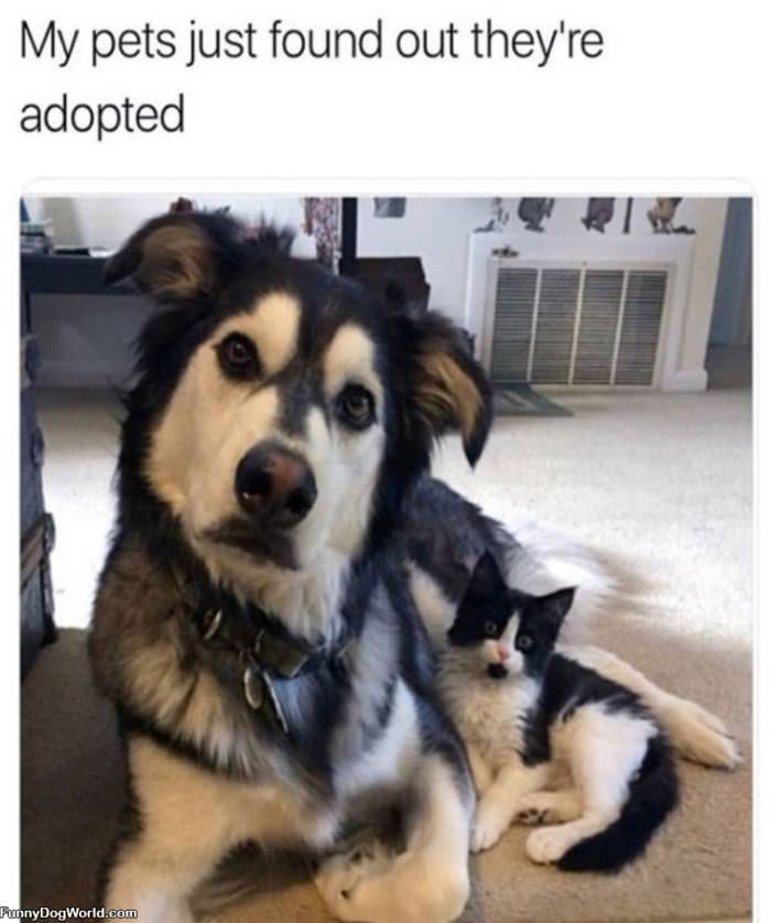 You Are Adopted