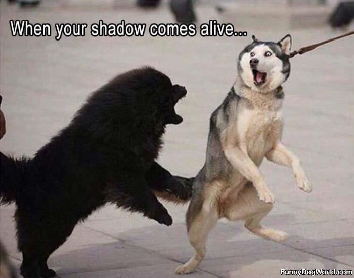 Your Shadow Comes Alive