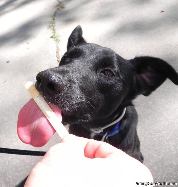 Yummy Ice Cream